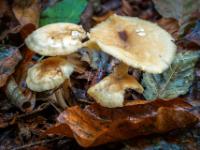 Vierergruppe kleiner Pilze im Blätterteppich